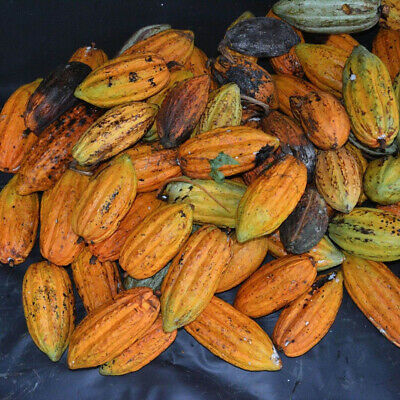 โกโก้ (Cocoa / Theobroma Cacao) / 20 เม็ด (China)