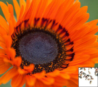 เวนิเดียม - ออเร้นจ์ พริ้นซ์ (Venidium - Orange Prince) / 500 เม็ด (UK)
