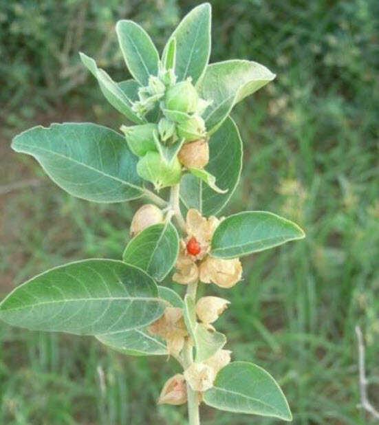 โสมอินเดีย (Indian Ginseng) / 50 เม็ด (India) *