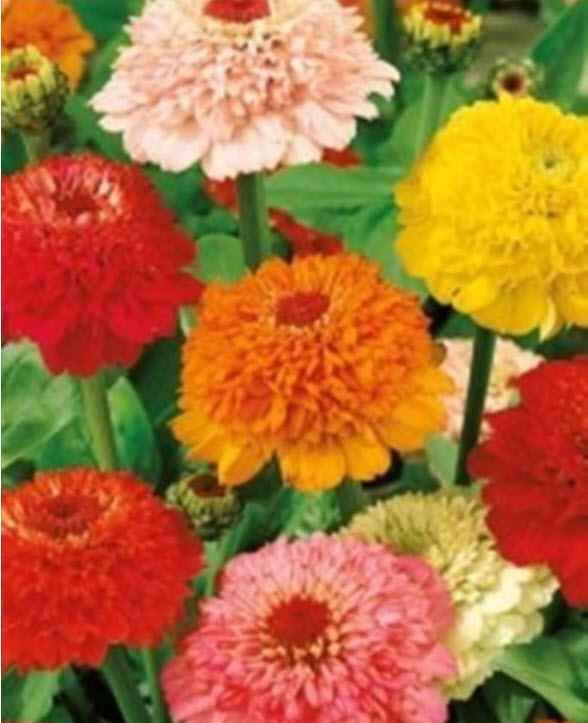 บานชื่นดอกใหญ่ซ้อน (Zinnia Skabiozotosvetnaya Smes) คละ / 100 เม็ด (Ukraine)