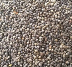 มะละกอเหลืองทอง ก้านเหลือง / 10 เม็ด (ไทย)