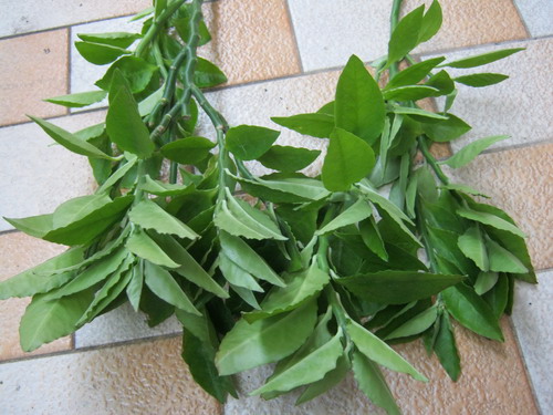 แสยกใบเขียว กิ่งตัดสด (30-40 ซ.ม.) / ท่อน