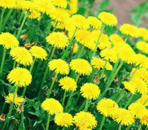 มองโกล แดนดิไลออน (Mongol Dandelion) / ซอง 50 เม็ด (E007)