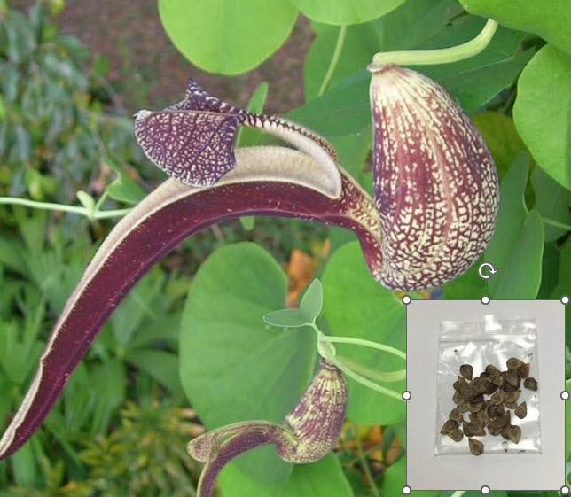 ไก่ฟ้าพญาลอ (Pelican flower) ว่านไก่ฟ้าพญาแล ว่านดอกไก่ / 50 เม็ด