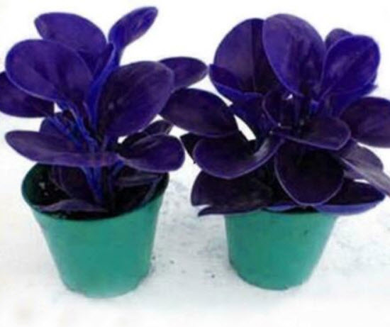 เปปเปอร์โรเมีย (Peperomia) คละ / 100 เม็ด