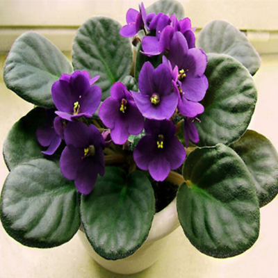 มินิ แอฟริกัน ไวโอเล็ต (Mini African Violet) สีม่วงเข้ม / 50 เม็ด