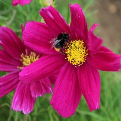 ดาวกระจาย โซนาต้า คาร์มาย (Cosmos - Sonata Carmine) / 25 เม็ด (UK)