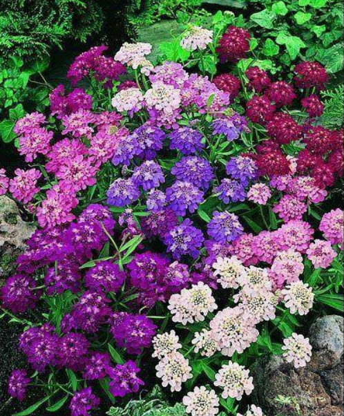แคนดี้ทัฟท์ (Candytuft) คละ / 250 เม็ด (Serbia)