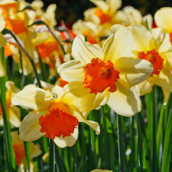 ดารารัตน์ ดูโอ (Daffodil Duo) คละ (B) / 400 เม็ด (China)