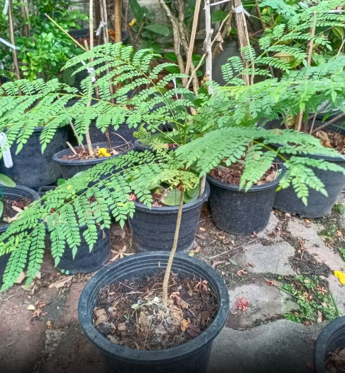 ต้นศรีตรัง กระถาง 8 นิ้ว สูง 20-35 ซ.ม.