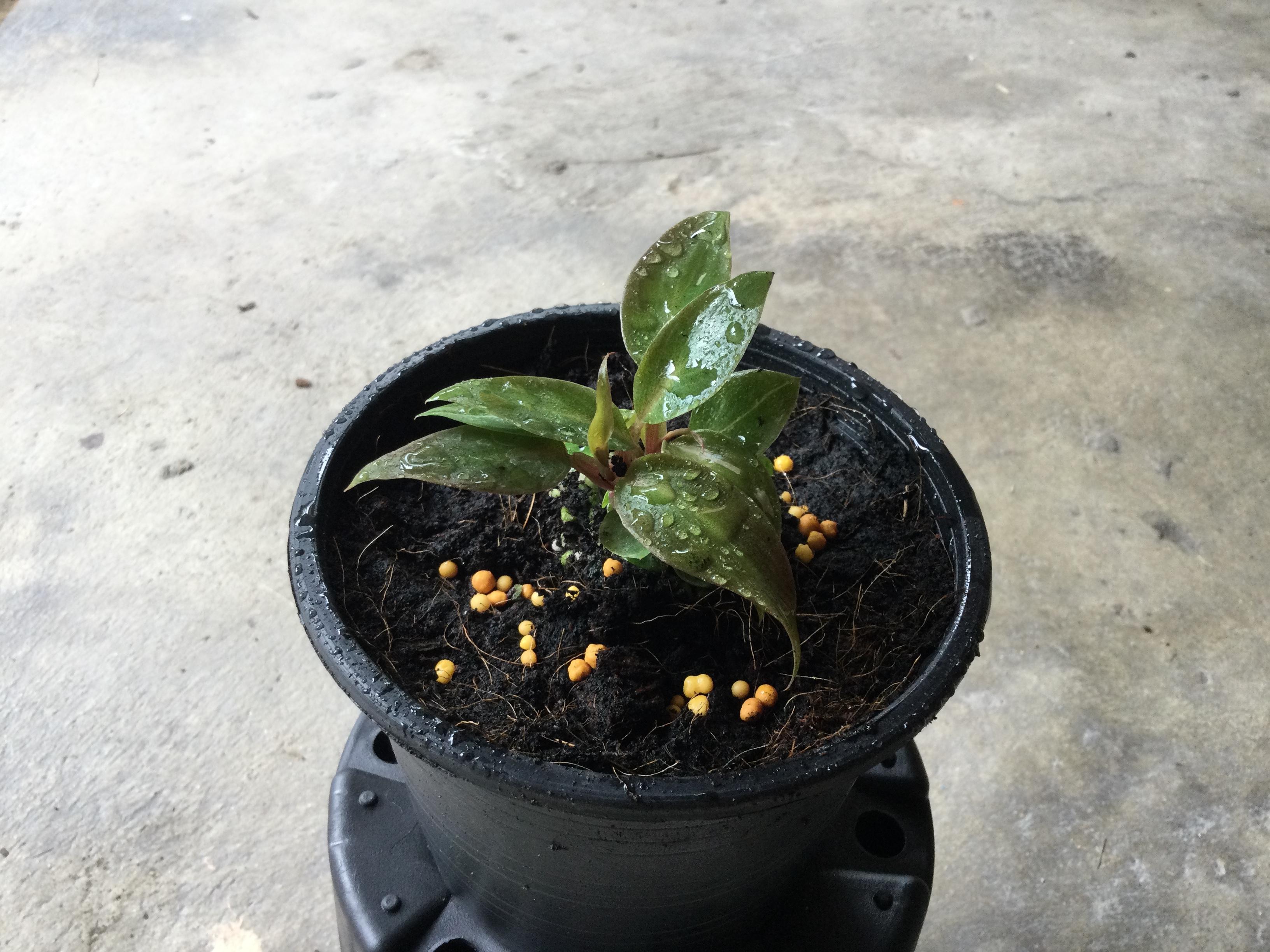 ต้นฟิโล พิ้งค์ปริ้นเซส (Pink Princess Philo) กระถาง 6 นิ้ว