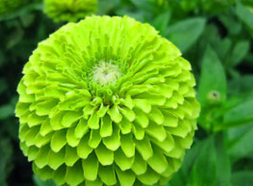 บานชื่นเขียว (Zinnia - Lime Queen) / 360 เม็ด (UK)