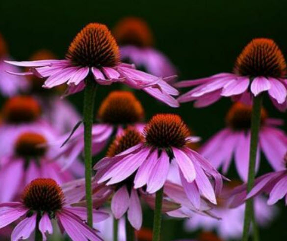 เอ็คไคนาเซีย ดอกสีม่วง (echinacea ) / 75 เม็ด (Spain) พืชสมุนไพร