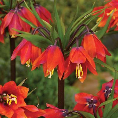 มงกุฏจักรพรรดิ์ (Crown Imperial) สีแดง / 100 เม็ด