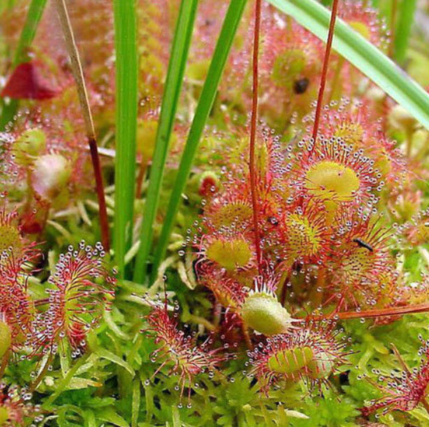 หญ้าไฟตะกาด (Shield sundew) / 50 เม็ด