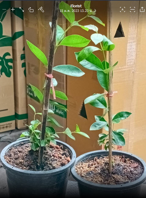 ต้น ฝรั่งสตรอเบอรี่ สีแดง เพาะเมล็ด สูง 30-40 ซ.ม.