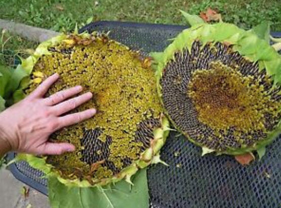 ทานตะวันยักษ์มองโกเลีย / 10 เม็ด (UK)