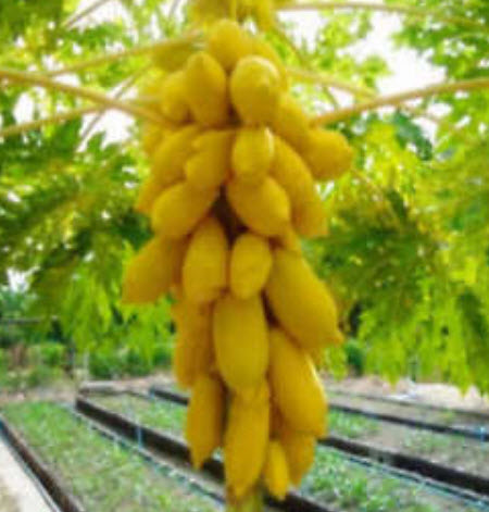 มะละกอเหลืองทอง ก้านเหลือง / 5 เม็ด (ไทย)