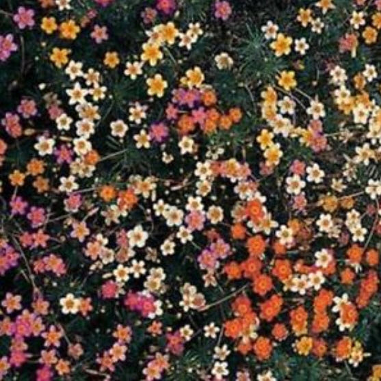 เฟร้นช์ไฮบริดจ์ (French Hybrids / Leptosiphon) คละสี / 100 เม็ด (USA)