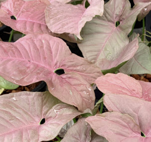 ต้นออมชมพู (Pink Syngonium) กระถาง 4 นิ้ว / ต้น
