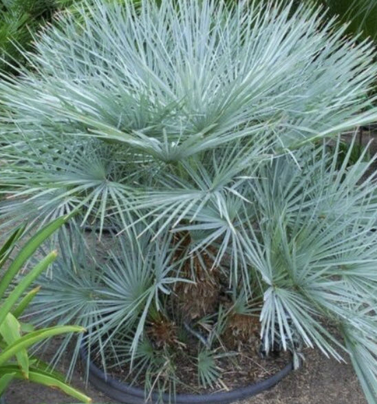 ปาล์มชาแมรอปส์ (Chamaerops humilis) / 5 เม็ด (Poland)