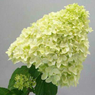 ไฮเดรนเยีย (Hydrangea) วานิลลา-สตรอเบอรี่ / 20 เม็ด