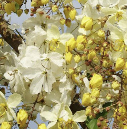 คูนขาว หรือคูนดอกขาว (Cassia Hybrid) / 20 เม็ด