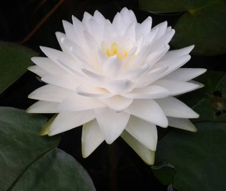 บัวสโนว์บอล หรือกอนเนียร์ สีขาว / 200 เม็ด