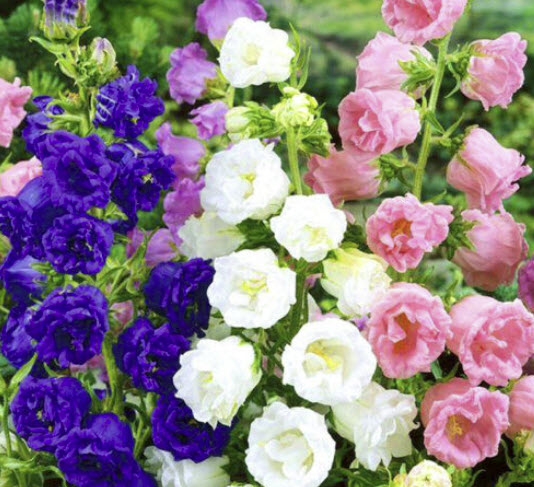 ดอกระฆัง หรือแคนเตอร์เบอรี่ เบลล์ (Canterbury Bells) ซ้อน คละ / 1,000 เม็ด (UK)