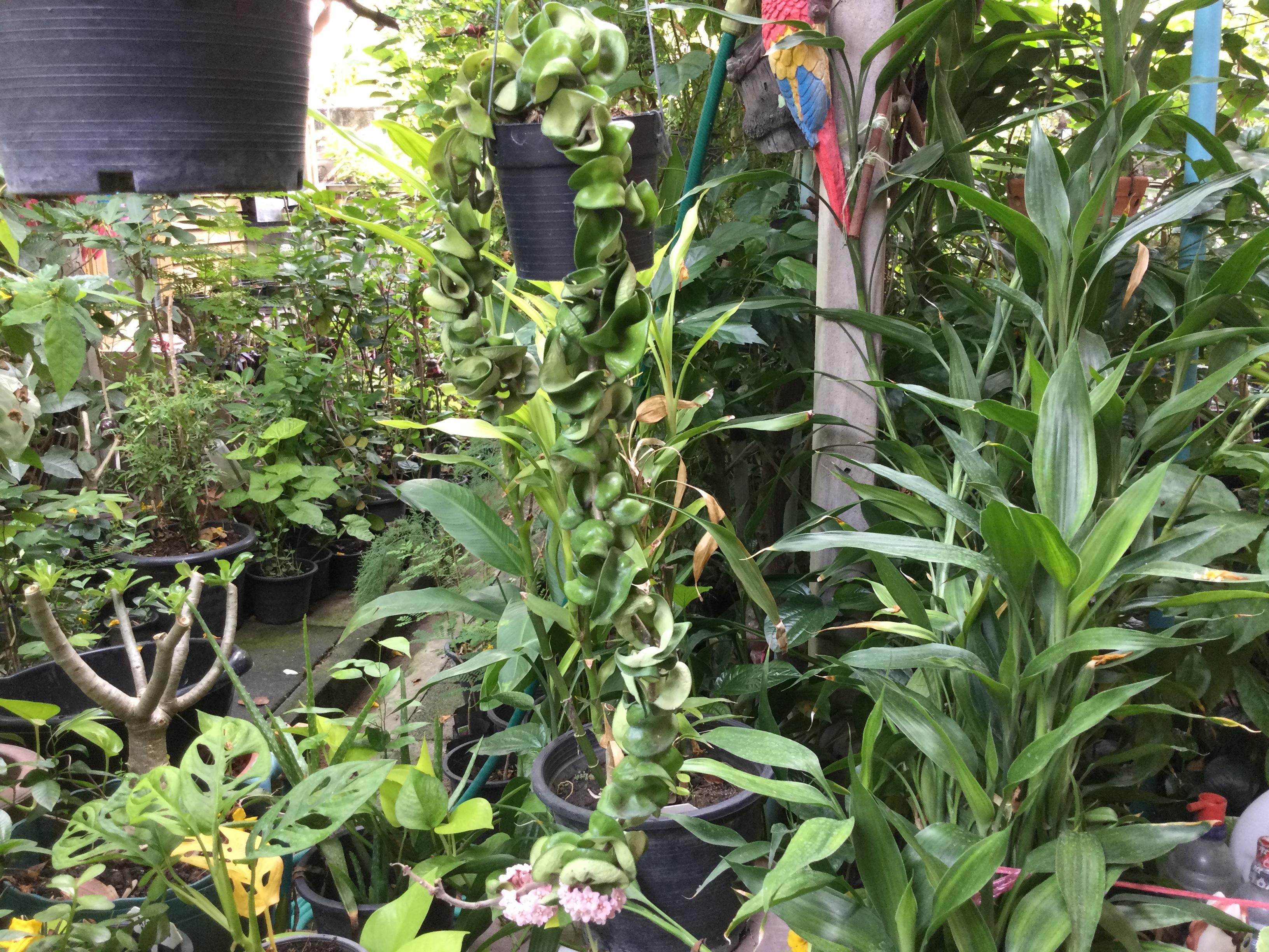 ต้นโฮย่า เกลียวสวาท ช่อยาว 50-80 ซ.ม. / ต้น