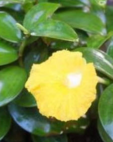 ต้นเอื้องหมายนา (Malay ginger) ดอกเหลือง ถุงดำ สูง 40 ซ.ม. ขึ้นไป / ต้น