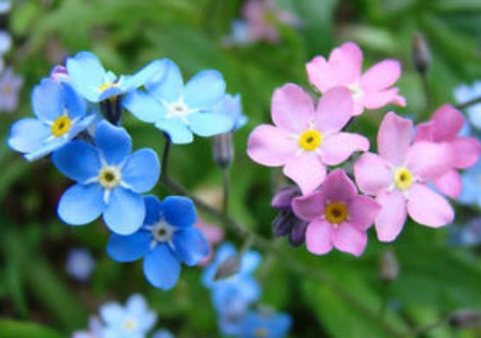 ฟอร์เก็ต มี น็อท (Forget Me Not) คละ / 500 เม็ด (UK)