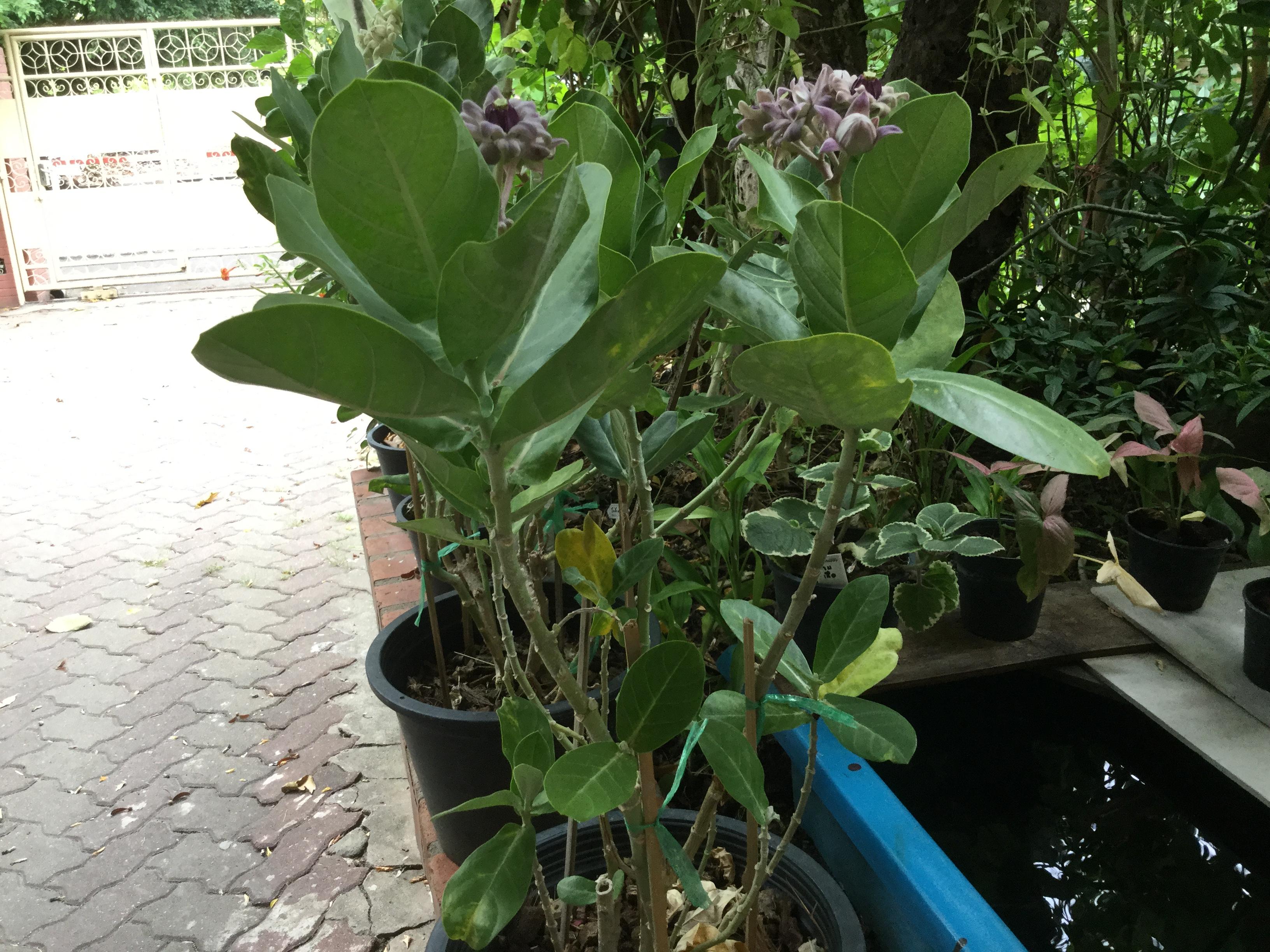 ต้นรัก ดอกสีม่วง สูง 20-30 ซม. / ต้น