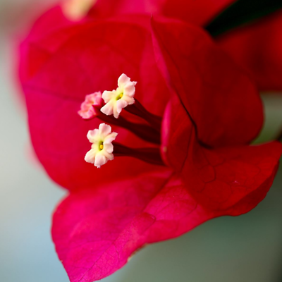 เฟื่องฟ้า (Bougainvillea) ดอกสีแดงเข้ม / 25 เม็ด (นอก)