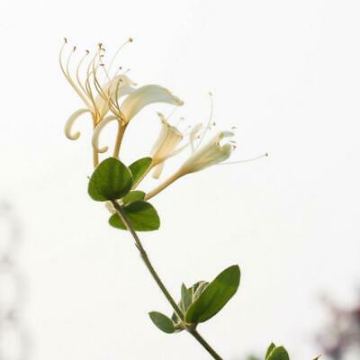 สายน้ำผึ้ง (Honeysuckle) / 50 เม็ด (Malaysia)