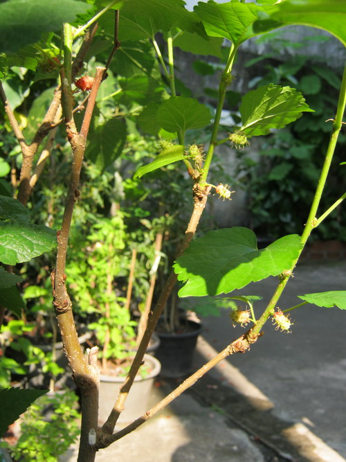 ต้นหม่อน (Mulberry) ถุงดำ สูง 40-60 ซ.ม. / ต้น