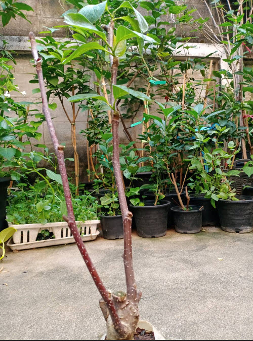 ต้น แมกโนเลีย Magnolia ดอกสีม่วง สูง 60-100 ซ.ม. ต้นไม้นำเข้า