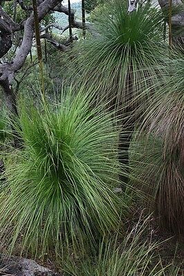หญ้าออสเตรเลีย Eastern Coastal Grass / 10 เม็ด (Australia)