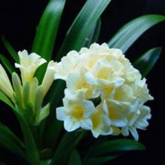 คลิเวีย (Clivia) ขาว / 5 เม็ด (นอก)