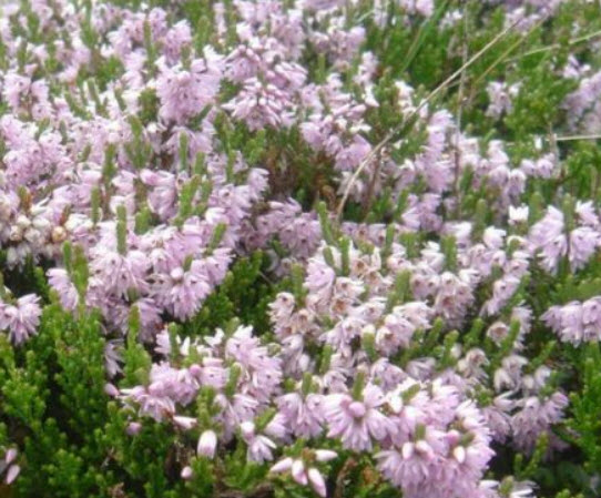 คัลลูน่า หรือเฮเธอร์ (Calluna vulgaris / Heather) คละสี / 500 เม็ด (Spain)