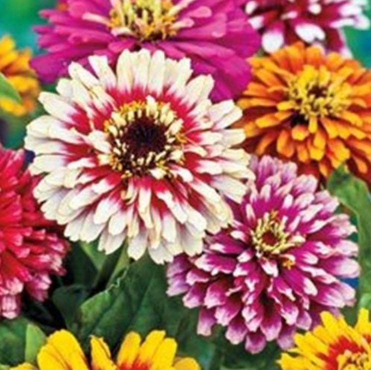 บานชื่น (Zinnia Karusel) คละสี / 50 เม็ด (Ukraine)