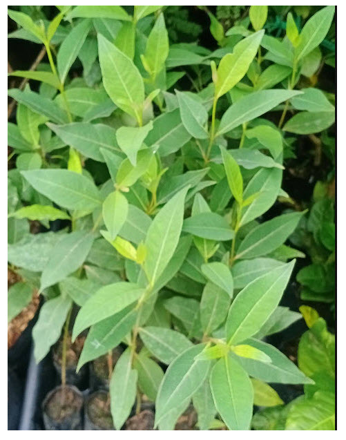 ต้น ยูคาลิปตัส ยูคา สีรุ้ง ยูคาลิปตัสสีรุ้ง สูง 50-70 ซ.ม. เพาะเมล็ด อายุต้น 1 ปี+