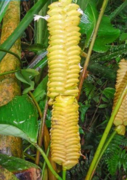 คล้าตะขาบทอง (Yellow Rattleshaker) / 5 เม็ด (Portugal)