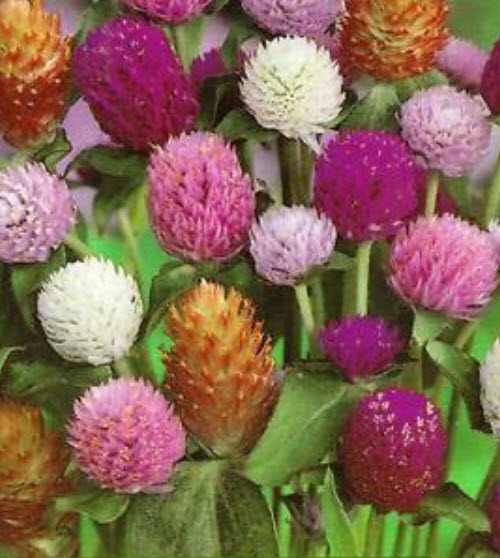 บานไม่รู้โรย (Globe Amaranth) คละสี / 100 เม็ด (ไทย)