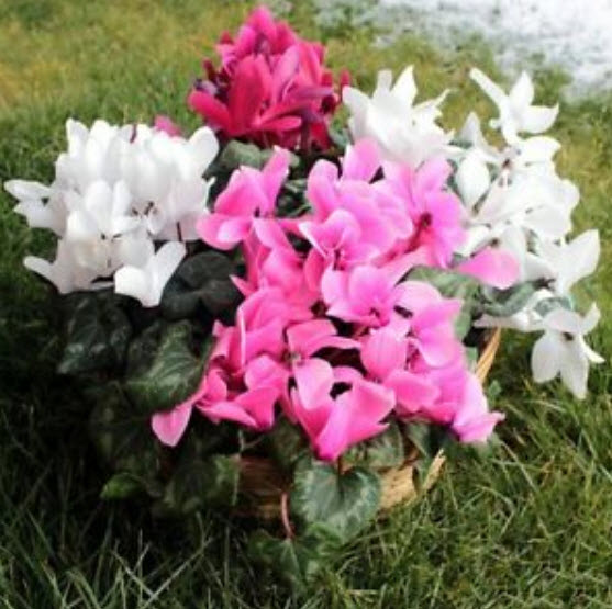 ไซคลาเมน (Cyclamen) คละสี / 100 เม็ด (S116)