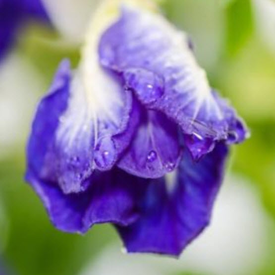 อัญชัน สีม่วง ซ้อน / 30 เม็ด