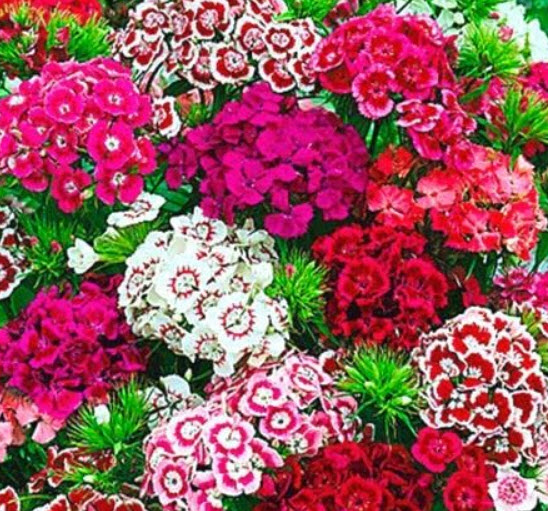 สวีท วิลเลี่ยม กลีบซ้อน (Sweet William) คละ / 70 เม็ด (UK)