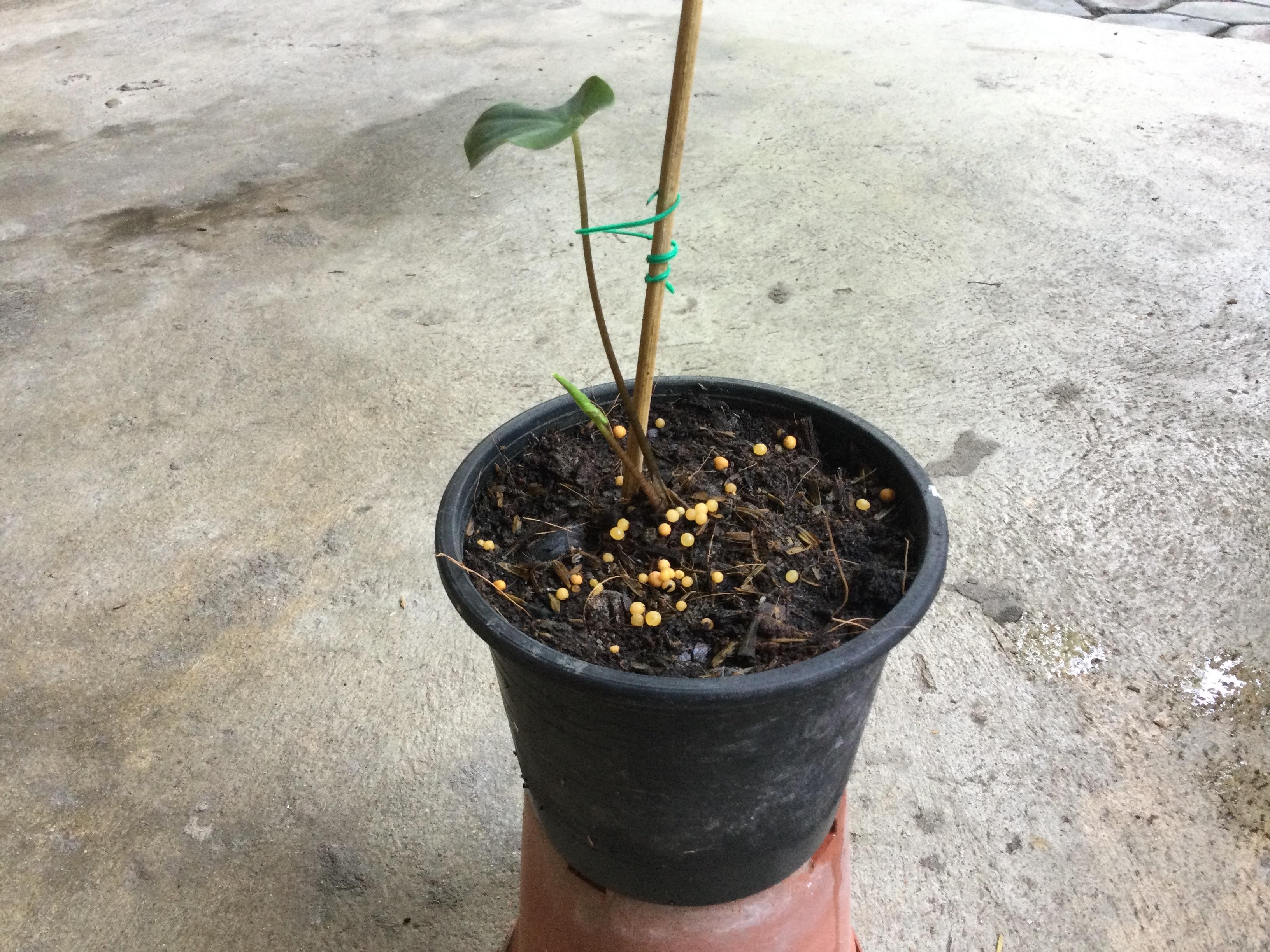 ต้นบอนสี ฮกหลง กระถาง 4 นิ้ว