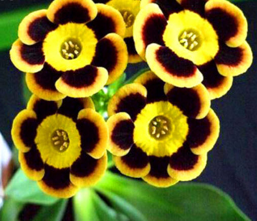 โพลีแอนธัส (Polyanthus / Primrose Auricula) คละ / 150 เม็ด (UK)