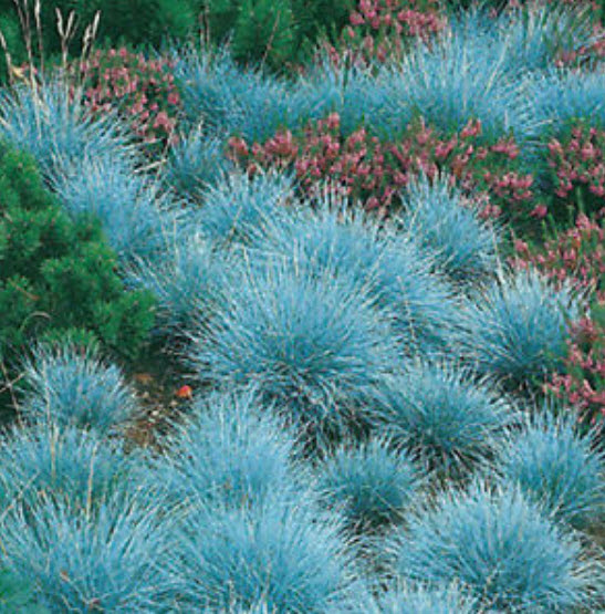 หญ้าฟาง (Fescue) สีฟ้าอ่อน / 300 เม็ด (UK)
